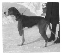 XXX Jack 6917/63 lärde mig vad en hund kan prestera.