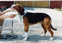 XX Torsti. Var 102 dagar ett år med honom i skogen från 21/8-15/2. alltid jaktsugen och aldrig skadad. Torsti var den första hund vi hade som på drev noterade var andra harar låg. Vände alltid om 3-5 m innan den skjutna haren för att gå ta upp nästa. Det visade han på jaktprov i Finland. Haren hade gått under o han skällde ståndskall vid stenen. Jag sa till domaren att nu när vi kommer fram släpper han stenen och går till någon han noterat på drevet. När vi var så han såg oss släppte han stenen och medan vi konstaterade att haren låg under stenen drev han nästa hare medupptag 300 m från oss. Den första hund jag hörde talas om med den egenskapen var XXX King, äg Lars H Krook. XXX King var verksam på 1960 talet o jag hadesvårt att tro det men trodde Lasse ofann sedan att sådant kan ske.