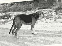 XX Jaana, äg Erkki Louko vars tik gett upphov till många framgångsrika kennlar. Så också i kennel vipulan vars ägare är Mikko Louko, bror till Erkki.