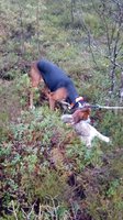 Alapörkän Quilla, född 2015, är mycket bytesmedveten och anser det som sin fulla rätt att ta sig en tugga. Hon är född 2015 och hennes första höst (2015) tog slut slutet i oktober. Hösten 2015 opererade jag in en ny höftled början oktober men hon hann med ett derv. Lägg därtill att hennes löpperiod är september så förstår alla att skolnngen varit minimal Det första rejäla i drevet i hennes liv (hösten 2016) varade i 110 min. Buktade som en hare men kom inte där haren bruka visa sig varför det förmodligen var en räv valp. Vårvintern2017 byttes två knäproteser ut med början 2/11 (knäprotes)blev intet mycket övning beroende på stort underskott av hare. 2017 gick jag dessutom med rullator till mitten oktober eftersom min fot gått i tre delar. Gipset togs mitten oktober. Hösten 2018 har jag varit någorlunda jaktbar och hartillgången varit bättre men det har varit tvunget att finnas hare där jag släppt. Redan på sitt första hardrev,( hösten 2018) var mycket flytande med utmärkt skall. Bra skall hade hon även på sitt första drev på 110 minuter. Hennes utveckling under den gångna hösten har visat vilka anlag hon bär på. Ofta är hennes upptag inom 30 minuter, hennes första repris fyller i regel kraven på ett prisdrev. Från början drev hon mest spårnoga men med ökad säkerhet har hon börjat att ta lite i vind då hon ligger nära haren. Längsta drevrepris är 82 minuter. Hennes förmåga att på ett litet område genom spårnoga arbete hålla reda på haren är imponerande. I övrigt är hon utomordentlgt trevlig som hund och helt utan intresse av klövdjur.