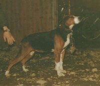 XX Tiilu, kennel Konikangen