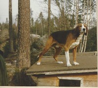 XXX Jaska, bror till XX Jaanantuure men från en senare kull, 1970.