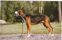 XXX Tuuli, XXX Jaska-XX Tiilu, stamtik i kennel Vipulan som också finns att läsa om på min hemsida.
