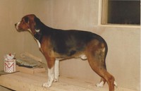 Matti som 8 månaders valp. Var ut en eftermiddag med honom i skogen. Han tog an en hare och drev lungt och stilla som en gammal hund. Utvecklades till Int. o Nord UcH Fi JoUch. Jagade även med honom som vuxen.Kullbror till XXX Tuuli.