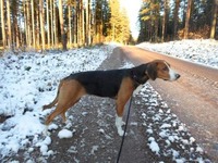 Mokällans Gänsa, bra vägdrivare.En helt komplett hund, helt i P-A;s smak.. Bra vägdrivare med bra skall och starka tassar.